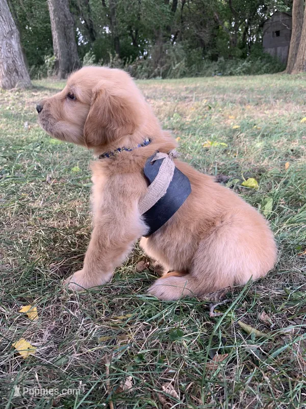Dwight  – Golden Retriever puppy for sale in Comfrey, MN