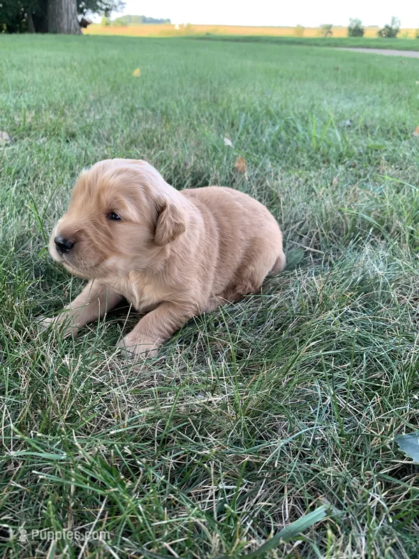 Dixie  – Golden Retriever puppy for sale in Comfrey, MN