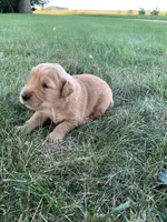 Dixie , a female Golden Retriever for sale in Comfrey, MN – 1 of 7