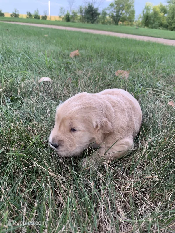Diana  – Golden Retriever puppy for sale in Comfrey, MN