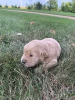 Diana , a female Golden Retriever for sale in Comfrey, MN – 1 of 6