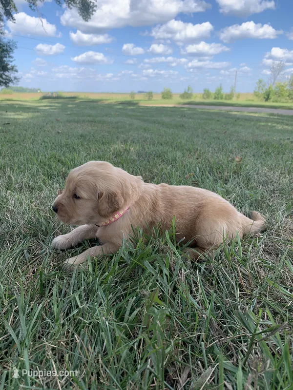 Dixie  – Golden Retriever puppy for sale in Comfrey, MN