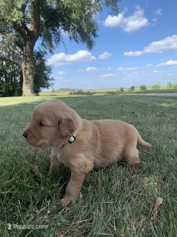 Dora – Golden Retriever puppy for sale in Comfrey, MN