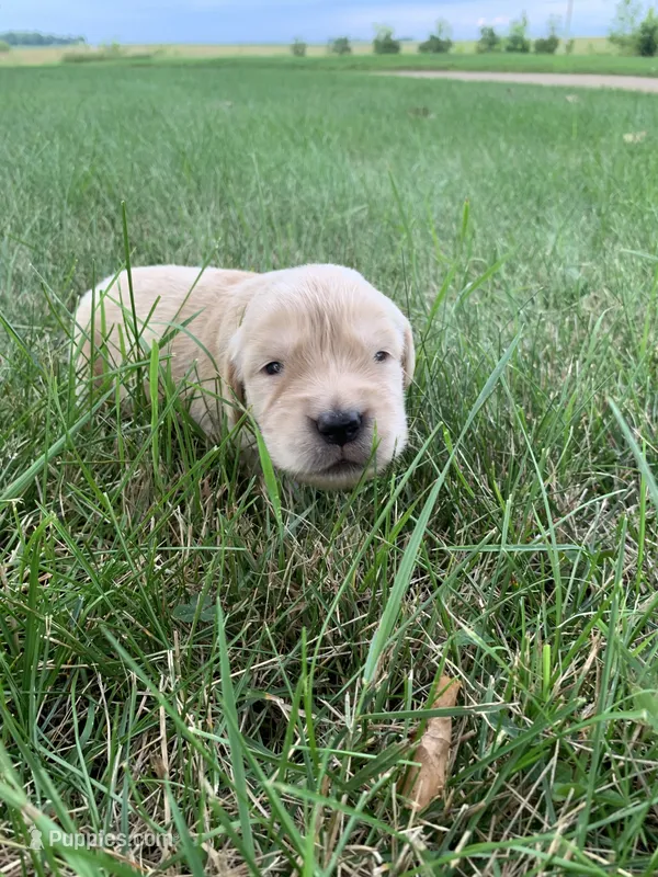 Dehlia – Golden Retriever puppy for sale in Comfrey, MN