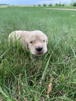 Dehlia, a female Golden Retriever for sale in Comfrey, MN – 1 of 5