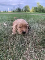 Dolly, a female Golden Retriever for sale in Comfrey, MN – 5 of 6