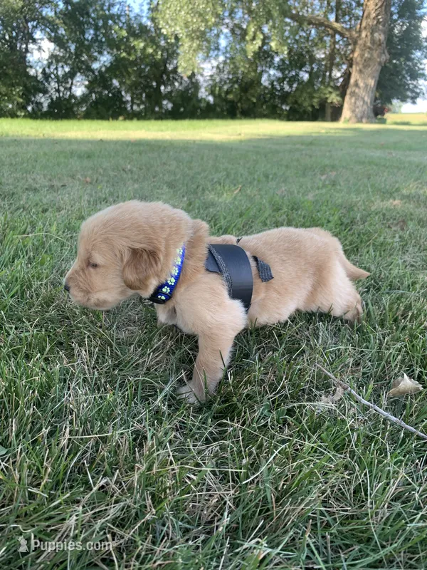 Dwight  – Golden Retriever puppy for sale in Comfrey, MN