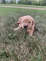 Dora, a female Golden Retriever for sale in Comfrey, MN – 3 of 5