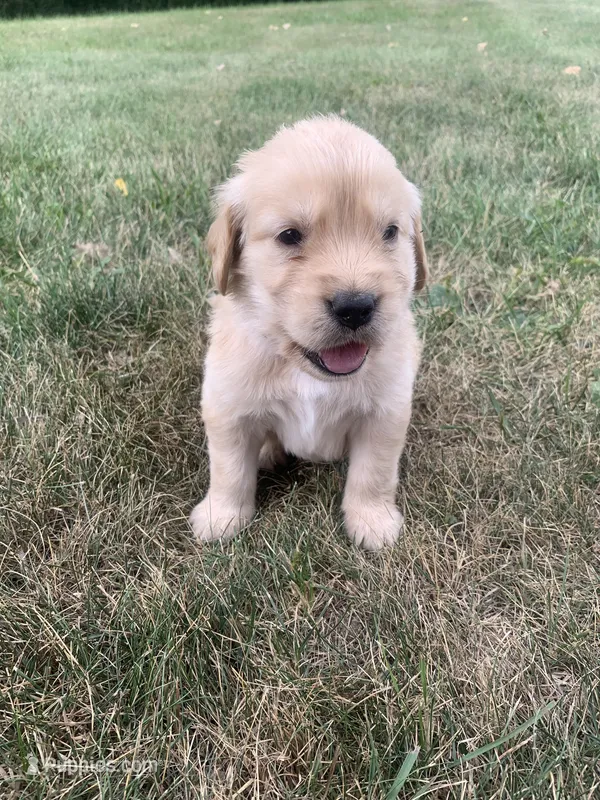 Diana  – Golden Retriever puppy for sale in Comfrey, MN