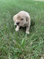 Dehlia, a female Golden Retriever for sale in Comfrey, MN – 5 of 5