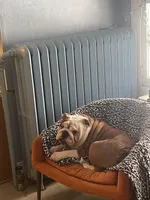 Buster, a male English Bulldog for sale in Cedar Rapids, IA – Photo 3 of 7