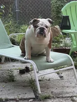 Buster, a male English Bulldog for sale in Cedar Rapids, IA – Photo 5 of 7