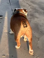 Buster, a male English Bulldog for sale in Cedar Rapids, IA – Photo 4 of 7