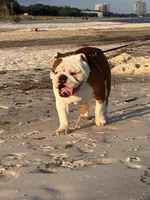 Buster, a male English Bulldog for sale in Cedar Rapids, IA – Photo 6 of 7
