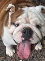 Buster, a male English Bulldog for sale in Cedar Rapids, IA – Photo 2 of 7