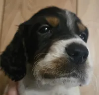 Jake, a male English Setter for sale in Morrice, MI – 1 of 1