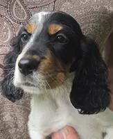 Josie, a female English Setter for sale in Morrice, MI – 2 of 2