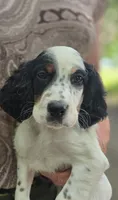Maxine, a female English Setter for sale in Morrice, MI – 2 of 2