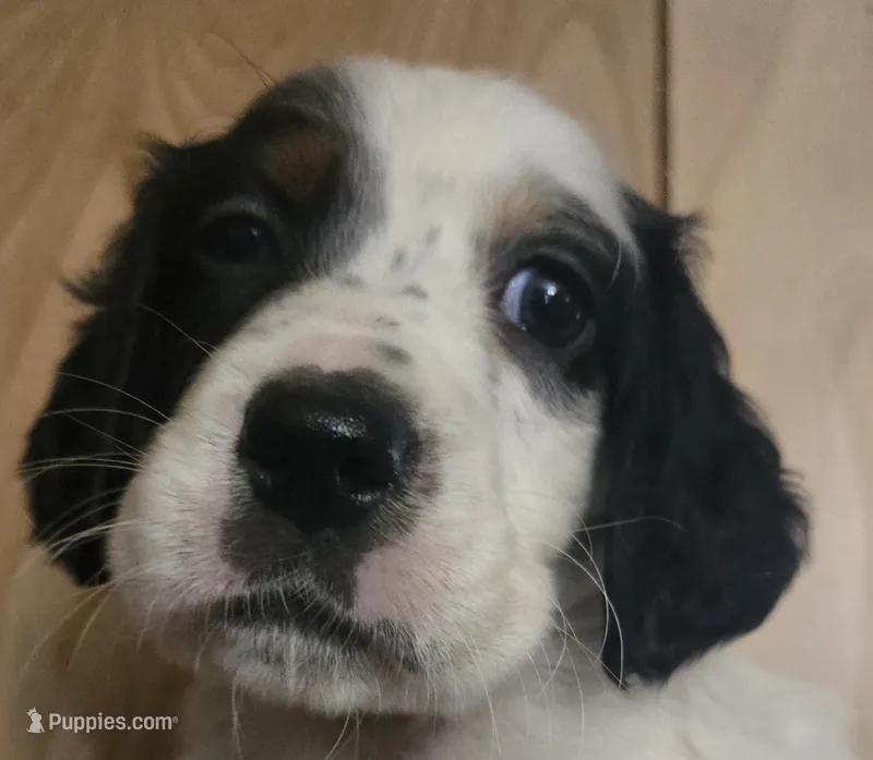 Maxine – English Setter puppy for sale in Morrice, MI