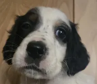 Maxine, a female English Setter for sale in Morrice, MI – 2 of 2