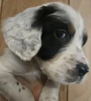 Joshua , a male English Setter for sale in Morrice, MI – 4 of 4