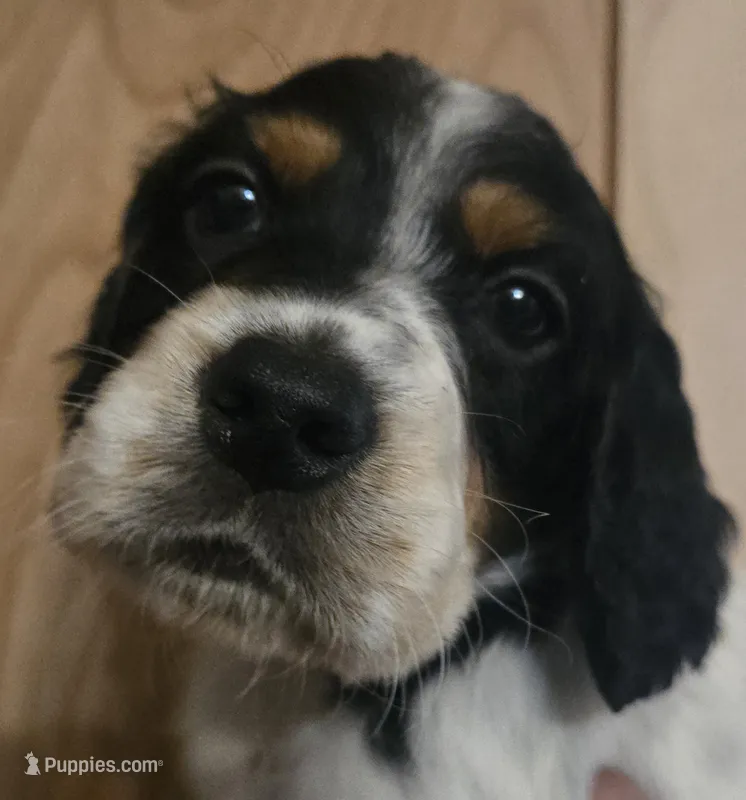 Roy – English Setter puppy for sale in Morrice, MI