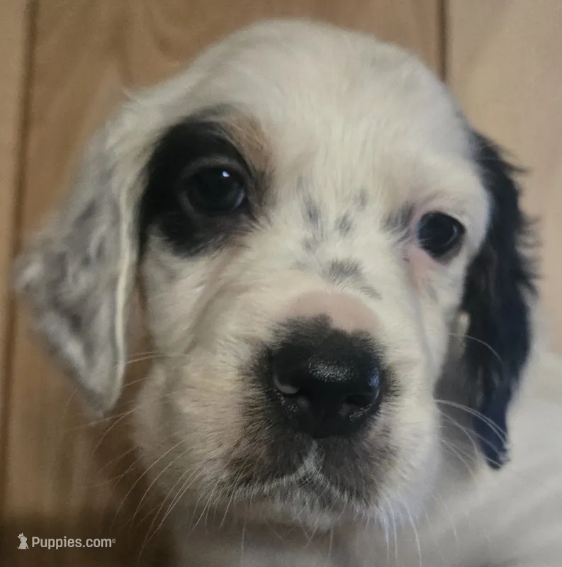 Donna – English Setter puppy for sale in Morrice, MI