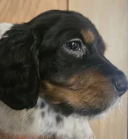 George , a male English Setter for sale in Morrice, MI – 3 of 3