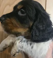 George , a male English Setter for sale in Morrice, MI – 2 of 3