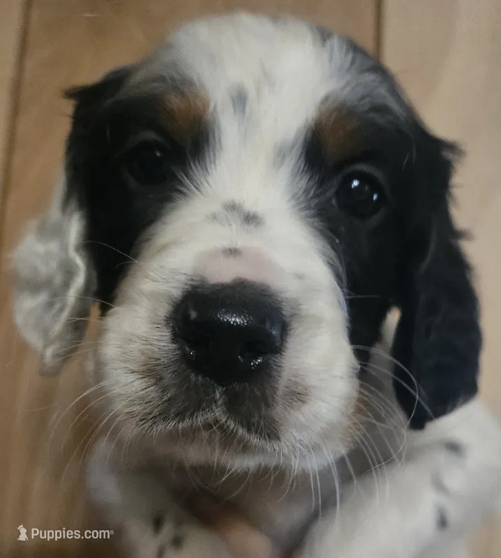 Joshua  – English Setter puppy for sale in Morrice, MI
