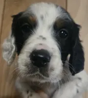 Joshua , a male English Setter for sale in Morrice, MI – 1 of 4