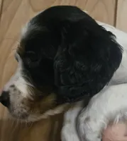 Joshua , a male English Setter for sale in Morrice, MI – 3 of 4