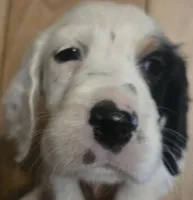 Rosie, a female English Setter for sale in Morrice, MI – 1 of 1
