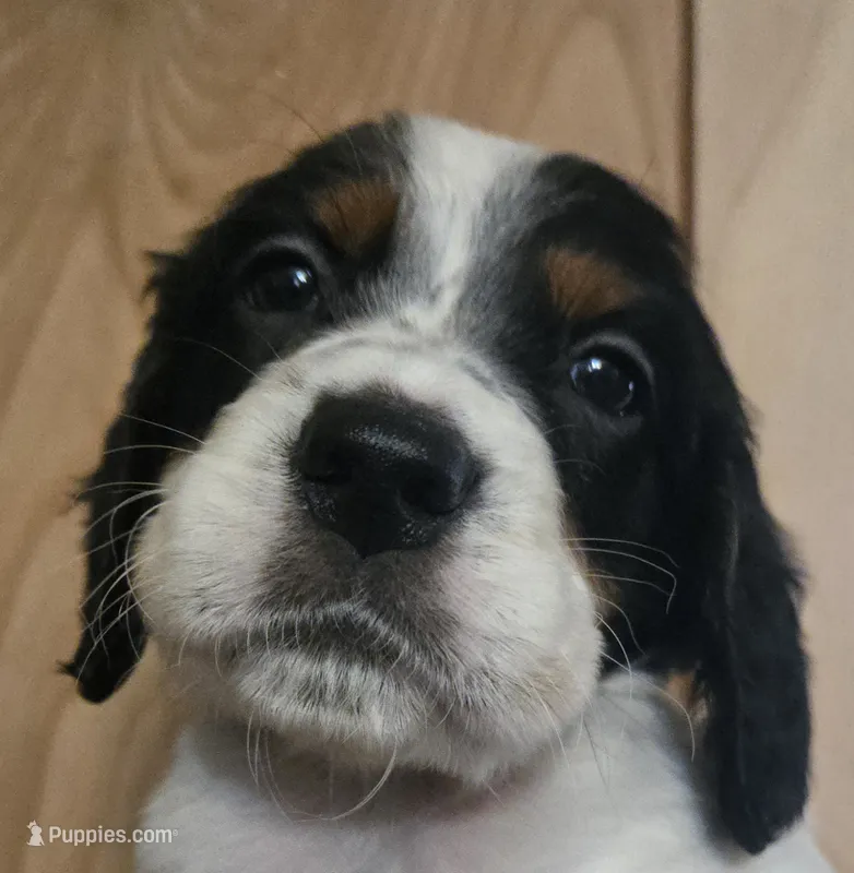 Cynthia  – English Setter puppy for sale in Morrice, MI