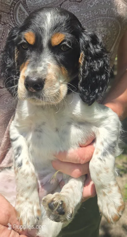Cynthia  – English Setter puppy for sale in Morrice, MI