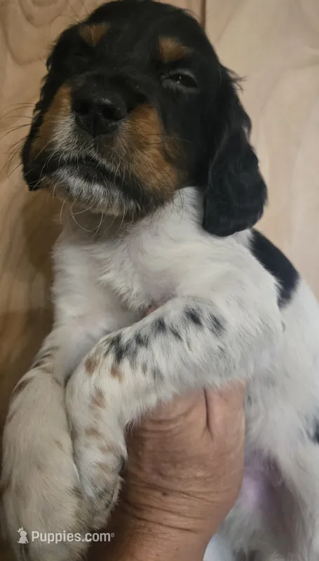 George  – English Setter puppy for sale in Morrice, MI