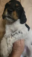 George , a male English Setter for sale in Morrice, MI – 1 of 3