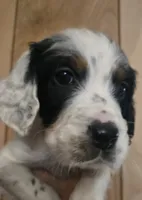Joshua , a male English Setter for sale in Morrice, MI – 2 of 4