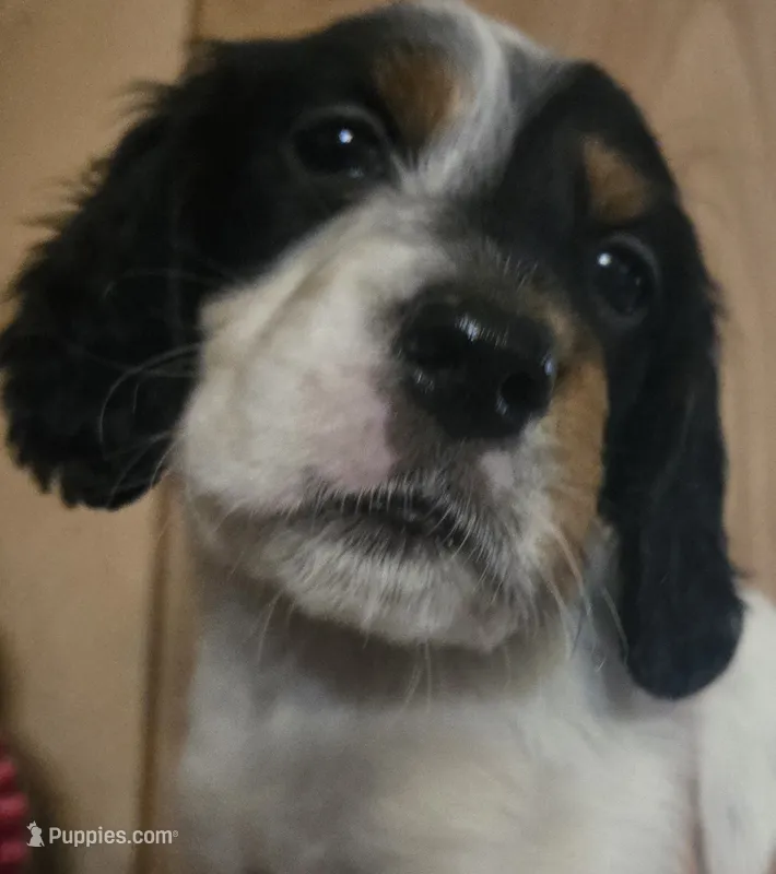 Josie – English Setter puppy for sale in Morrice, MI