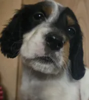 Josie, a female English Setter for sale in Morrice, MI – 1 of 1