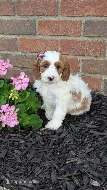 Bobby  – Cavapoo puppy for sale in Sugarcreek, OH