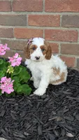 Bobby , a male Cavapoo for sale in Sugarcreek, OH – 1 of 8