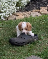 Prince , a male Cavapoo for sale in Sugarcreek, OH – 6 of 6
