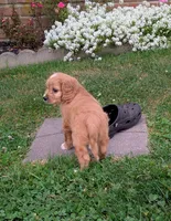 Pepper , a male Cavapoo for sale in Sugarcreek, OH – 5 of 6