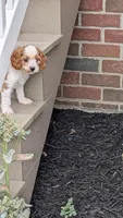 Princess , a female Cavapoo for sale in Sugarcreek, OH – 5 of 6
