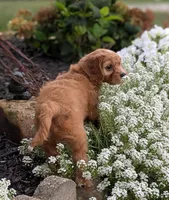 Cody , a male Cavapoo for sale in Sugarcreek, OH – 6 of 6