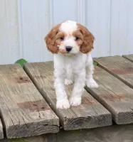 Princess , a female Cavapoo for sale in Sugarcreek, OH – 4 of 6