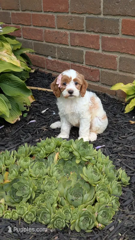 Bella  – Cavapoo puppy on hold in Sugarcreek, OH