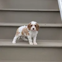 Cooper , a male Cavapoo for sale in Sugarcreek, OH – 4 of 6