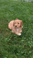 Brooklyn , a female Cavapoo for sale in Sugarcreek, OH – 6 of 8